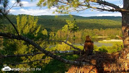 VINS Bald Eagles Nest Live Cams - Jul 9, 2026, 7:25pm EDT