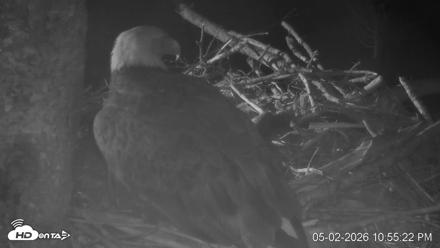 VINS Bald Eagles Nest Live Cams - May 2, 2026, 10:57pm EDT