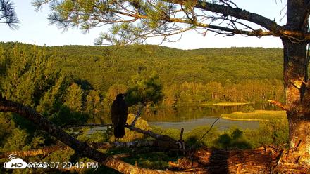 VINS Bald Eagles Nest Live Cams - Jul 20, 2026, 7:30pm EDT