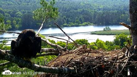 VINS Bald Eagles Nest Live Cams - Jul 3, 2026, 10:14am EDT