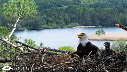 VINS Bald Eagles Nest Live Cams - May 19, 2026, 1:13pm EDT