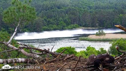 VINS Bald Eagles Nest Live Cams - Jun 12, 2026, 4:29pm EDT