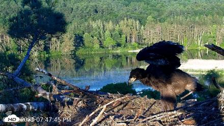 VINS Bald Eagles Nest Live Cams - Jun 8, 2026, 7:48pm EDT