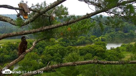 VINS Bald Eagles Nest Live Cams - Jul 21, 2026, 3:45pm EDT