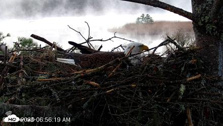 VINS Bald Eagles Nest Live Cams - Apr 20, 2026, 6:57am EDT