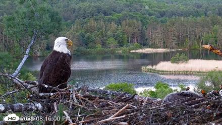 VINS Bald Eagles Nest Live Cams - May 26, 2026, 8:16pm EDT