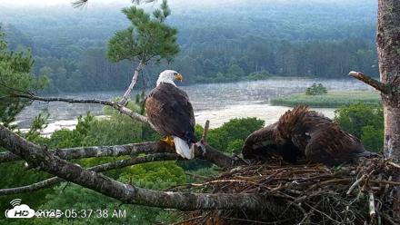 VINS Bald Eagles Nest Live Cams - Jul 26, 2026, 5:38am EDT