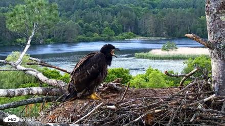 VINS Bald Eagles Nest Live Cams - Jun 19, 2026, 6:03am EDT