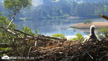 VINS Bald Eagles Nest Live Cams - May 19, 2026, 8:02am EDT