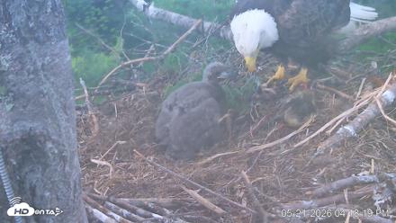 VINS Bald Eagles Nest Live Cams - May 21, 2026, 4:19pm EDT
