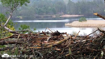 VINS Bald Eagles Nest Live Cams - Apr 30, 2026, 4:33pm EDT