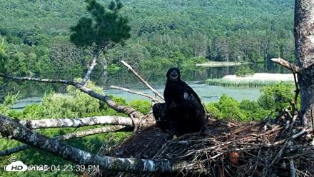 VINS Bald Eagles Nest Live Cams - Jul 1, 2026, 4:23pm EDT