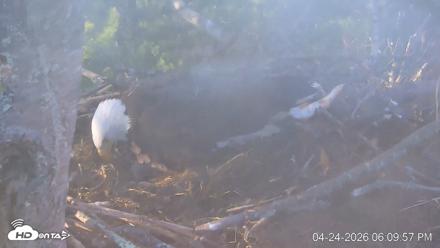 VINS Bald Eagles Nest Live Cams - Apr 24, 2026, 6:10pm EDT