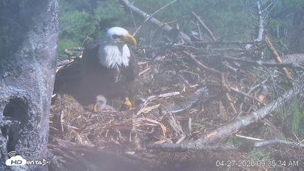 VINS Bald Eagles Nest Live Cams - Apr 27, 2026, 9:36am EDT