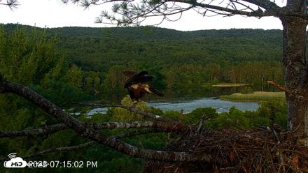 VINS Bald Eagles Nest Live Cams - Jul 17, 2026, 7:16pm EDT