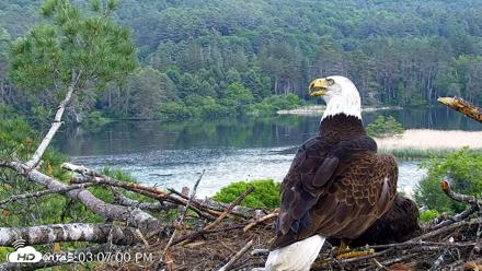 VINS Bald Eagles Nest Live Cams - Jun 12, 2026, 3:07pm EDT