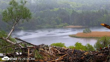 VINS Bald Eagles Nest Live Cams - May 24, 2026, 10:26am EDT