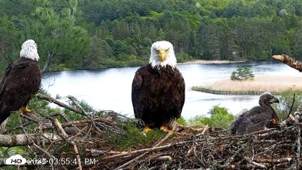 VINS Bald Eagles Nest Live Cams - May 21, 2026, 3:57pm EDT