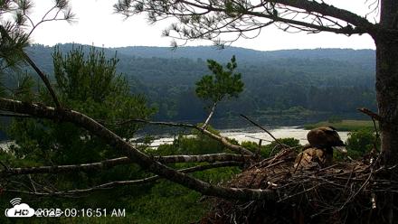 VINS Bald Eagles Nest Live Cams - Jul 6, 2026, 9:17am EDT