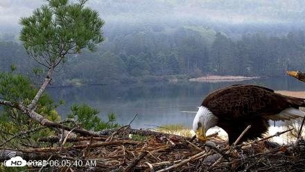 VINS Bald Eagles Nest Live Cams - May 6, 2026, 6:06am EDT
