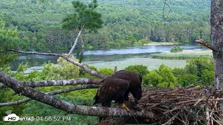 VINS Bald Eagles Nest Live Cams - Jul 26, 2026, 4:57pm EDT