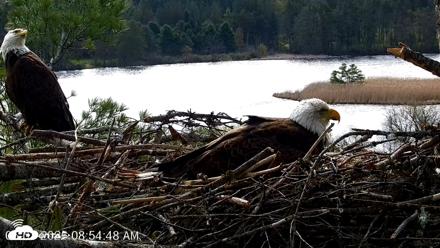VINS Bald Eagles Nest Live Cams - May 3, 2026, 8:55am EDT