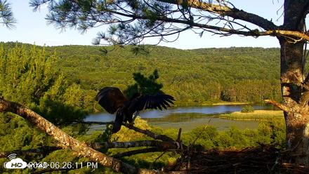 VINS Bald Eagles Nest Live Cams - Jul 20, 2026, 6:27pm EDT