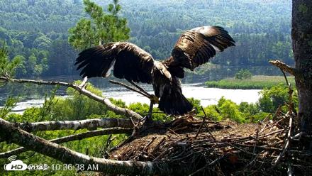 VINS Bald Eagles Nest Live Cams - Jul 1, 2026, 10:39am EDT