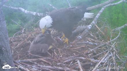 VINS Bald Eagles Nest Live Cams - May 27, 2026, 4:01pm EDT