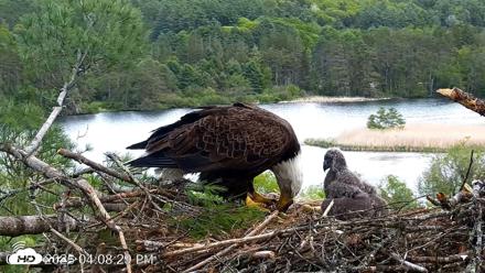 VINS Bald Eagles Nest Live Cams - May 21, 2026, 4:09pm EDT