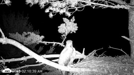 VINS Bald Eagles Nest Live Cams - Jul 15, 2026, 2:11am EDT