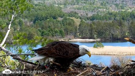 VINS Bald Eagles Nest Live Cams - Apr 28, 2026, 2:13pm EDT