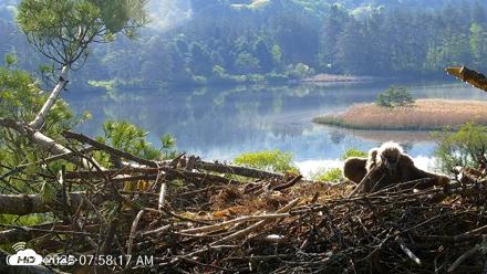 VINS Bald Eagles Nest Live Cams - May 19, 2026, 7:59am EDT