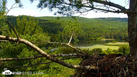 VINS Bald Eagles Nest Live Cams - Jul 12, 2026, 1:51pm EDT