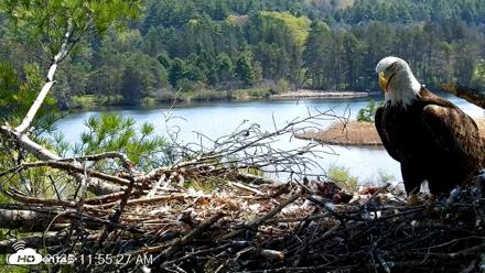 VINS Bald Eagles Nest Live Cams - May 5, 2026, 11:56am EDT
