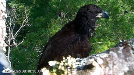 VINS Bald Eagles Nest Live Cams - Jul 26, 2026, 8:49am EDT