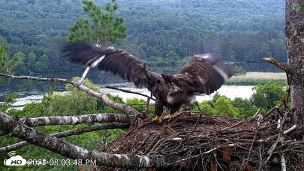 VINS Bald Eagles Nest Live Cams - Jul 1, 2026, 8:04pm EDT