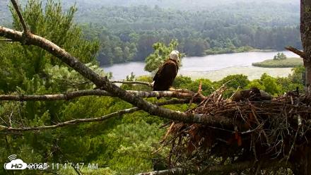 VINS Bald Eagles Nest Live Cams - Jul 16, 2026, 11:48am EDT