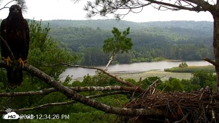 VINS Bald Eagles Nest Live Cams - Jul 16, 2026, 12:35pm EDT