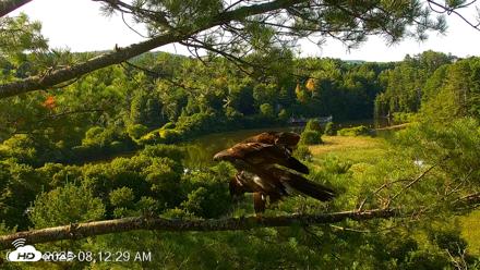 VINS Bald Eagles Nest Live Cams - Jul 23, 2026, 8:13am EDT