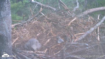 VINS Bald Eagles Nest Live Cams - May 10, 2026, 9:57am EDT