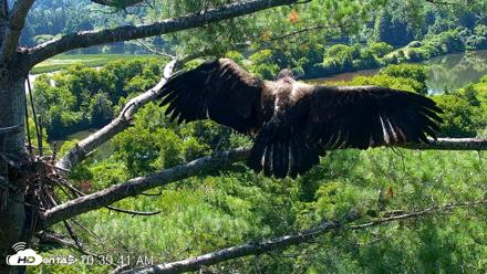 VINS Bald Eagles Nest Live Cams - Jul 24, 2026, 10:40am EDT