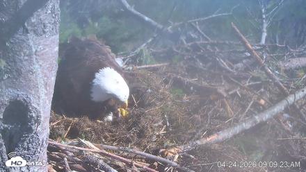VINS Bald Eagles Nest Live Cams - Apr 24, 2026, 9:10am EDT