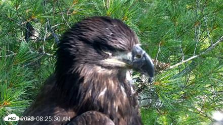 VINS Bald Eagles Nest Live Cams - Jul 26, 2026, 8:26am EDT