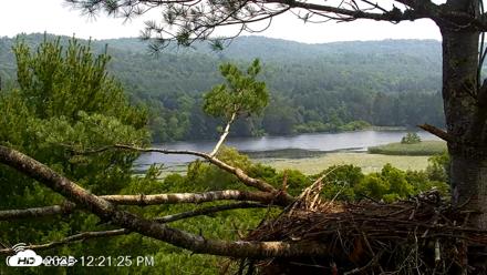 VINS Bald Eagles Nest Live Cams - Jul 16, 2026, 12:22pm EDT