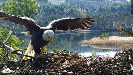VINS Bald Eagles Nest Live Cams - Apr 28, 2026, 8:44am EDT