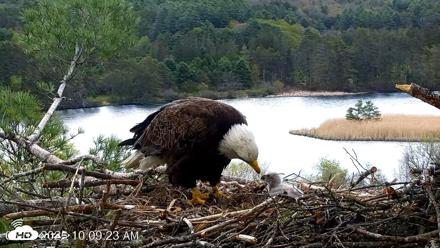 VINS Bald Eagles Nest Live Cams - May 8, 2026, 10:10am EDT