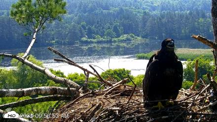 VINS Bald Eagles Nest Live Cams - Jun 29, 2026, 9:57am EDT