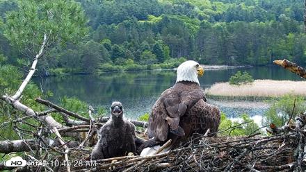 VINS Bald Eagles Nest Live Cams - May 23, 2026, 10:46am EDT