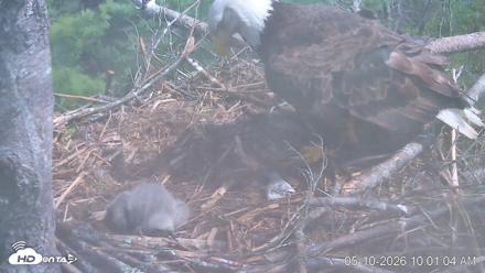VINS Bald Eagles Nest Live Cams - May 10, 2026, 10:02am EDT